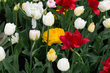 tulips of different colors