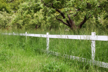 White fence in farm field ranch. Wooden rustic fence in village. Green pastures of horse farms....