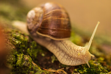 snail on a leaf
