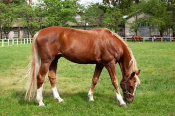 Naklejka na ściany i meble Beautiful brown horse eating grass and grazing in a meadow. Red horse grazing on pasture. Thoroughbred on a meadow. Mare graze a grass. Portrait of a chestnut horse in a summer field. Horse farm