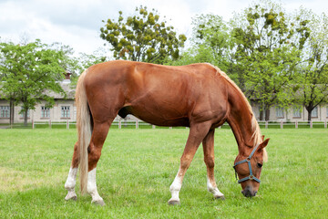 Naklejka na ściany i meble Beautiful brown horse eating grass and grazing in a meadow. Red horse grazing on pasture. Thoroughbred on a meadow. Mare graze a grass. Portrait of a chestnut horse in a summer field. Horse farm 