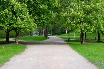 blooming horse chestnut branches over the walkpath in the park