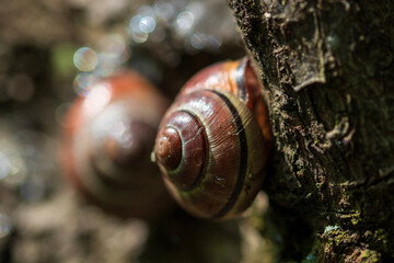 snail on a leaf