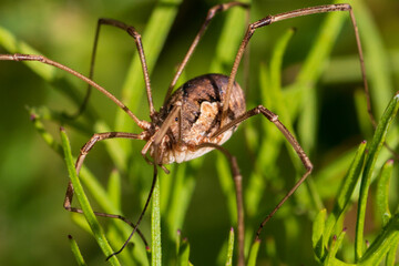 spider on a leaf
