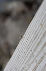 small green insect with gray board