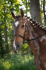 Naklejka na ściany i meble Horse head. Equestrian riding horse. Netherlands. Saddle horse.