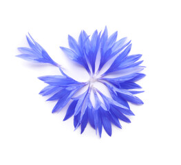 Fototapeta premium Beautiful light blue cornflower petals on white background, top view