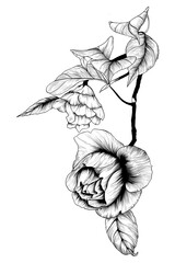 Vector. Camellia branch with flowers - decorative composition. Use printed materials, signs, items, websites, maps, posters, postcards, packaging.