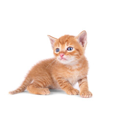 Small ginger kitten is sitting isolated on white background. Looks into the camera. Red kitten. Striped kitten. Blue eyes