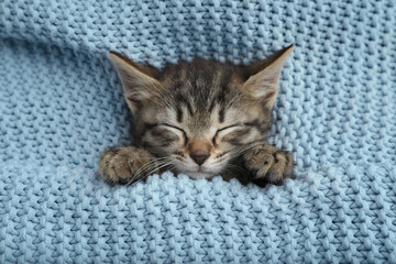 Fototapeta na wymiar Cute little kitten sleeping wrapped in light blue knitted blanket, top view