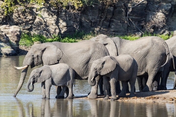 African elephant (Loxodonta africana) family herd with babies drinking water in Kruger National...