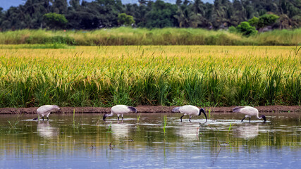 Beautiful white bird, Threskiornis melanocephalus or Oriental white ibis, Indian white ibis in water searching for food.
