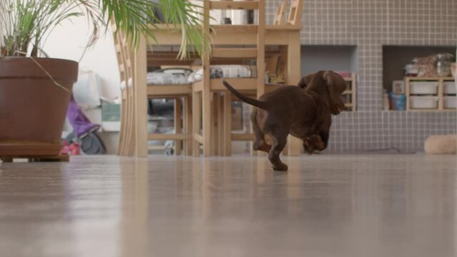 Small weiner dogs are enjoying playing in the kitchen. Chocolate puppy happily run from the camera in slow motion. Black one is passing close to the camera. Down view high quality still shot video.