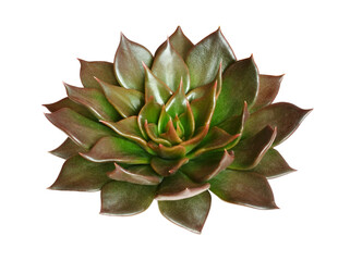 Green rosette of succulent plant isolated