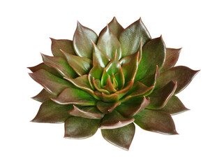 Fototapeta premium Green rosette of succulent plant isolated