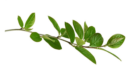 Waved twig with green leaves isolated
