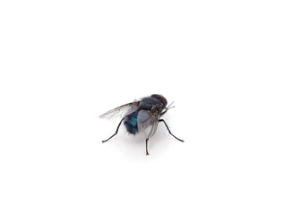 One beautiful fly.