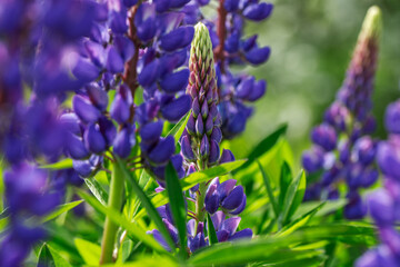 Purple lupine flowers close-up on a sunny summer day. Beautiful garden plants of Russia. 