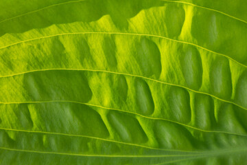 Abstract closeup of sunlight shining through a vibrant, green hosta leaf
