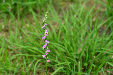 ネジバナの花（埼玉県/6月）