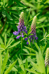 Purple lupine flowers close-up on a sunny summer day. Beautiful garden plants of Russia. 