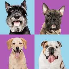 Art collage made of funny dogs different breeds on multicolored studio background.