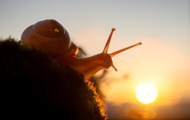 a snail in the setting sun in summer © semeika
