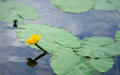 thickets of water lilies on the river