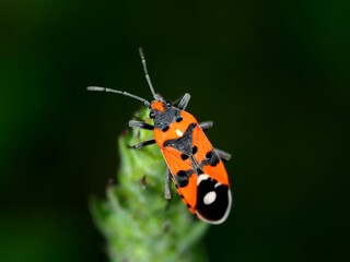 Inescto