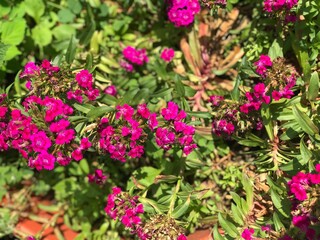 Nursery house bloom in Bhojpur, Nepal