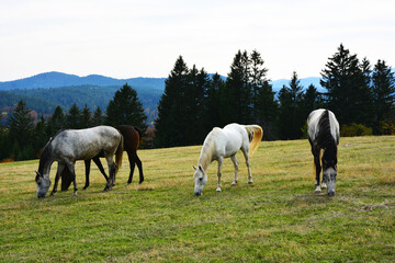 Naklejka na ściany i meble horses in the meadow