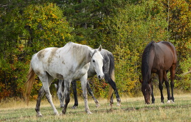 Obraz na płótnie Canvas horses in the field