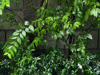 Raining on green leaf with cement wall