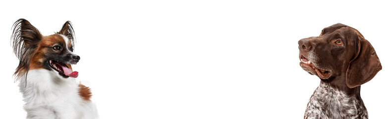 Art collage made of funny dogs different breeds posing isolated over white studio background.