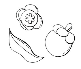 Linear Set of mangosteen. Broken fruit, leaf. Line art. White background, isolate. Vector illustration.