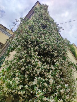 veduta al cielo. gigante piante rampicanti in fiore, Napoli una bella città turistica. gelsomino finto su muro giallo