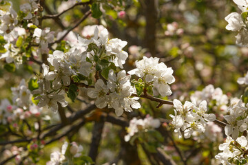 Apple blossom over nature garden background, beautiful spring flowers