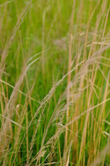 Grass in the wind