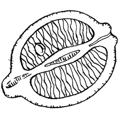 lemon isolated on white background.  Organic essential oil engraved style sketch. Beauty and spa, cosmetic ingredient. Great for label, poster, flyer, packaging