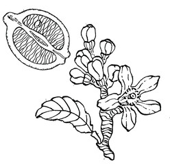 lemon isolated on white background.  Organic essential oil engraved style sketch. Beauty and spa, cosmetic ingredient. Great for label, poster, flyer, packaging