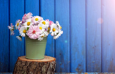 Fototapeta na wymiar a bouquet of daisies in a small bucket on the background of a wooden blue wall with sun rays 