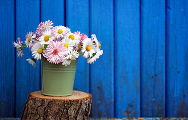 Fototapeta na wymiar a bouquet of daisies in a small bucket on the background of a wooden blue wall 