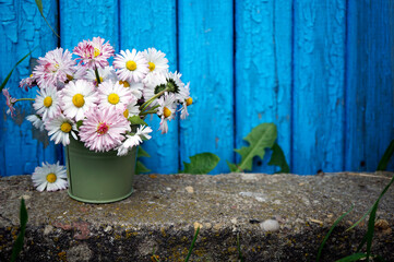 Fototapeta na wymiar a bouquet of daisies in a small bucket on the background of a wooden blue wall 