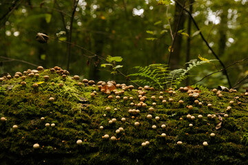 Mushrooms on timber and moss