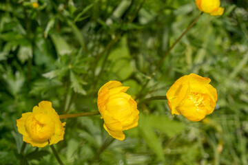 Obraz premium Globe-flower (Trollius europaeus) in garden