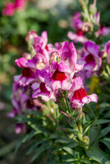 Common Snapdragon (Antirrhinum majus) in garden