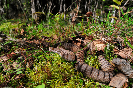 Asp viper (Vipera aspis aspis) - south Germany // Aspisviper (Vipera aspis aspis) - Schwarzwald