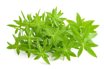Lemon verbena