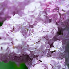 persian lilac flowers. Beautiful spring background of flowering lilac. Selective soft focus, shallow depth of field.