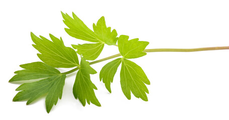 Fresh lovage